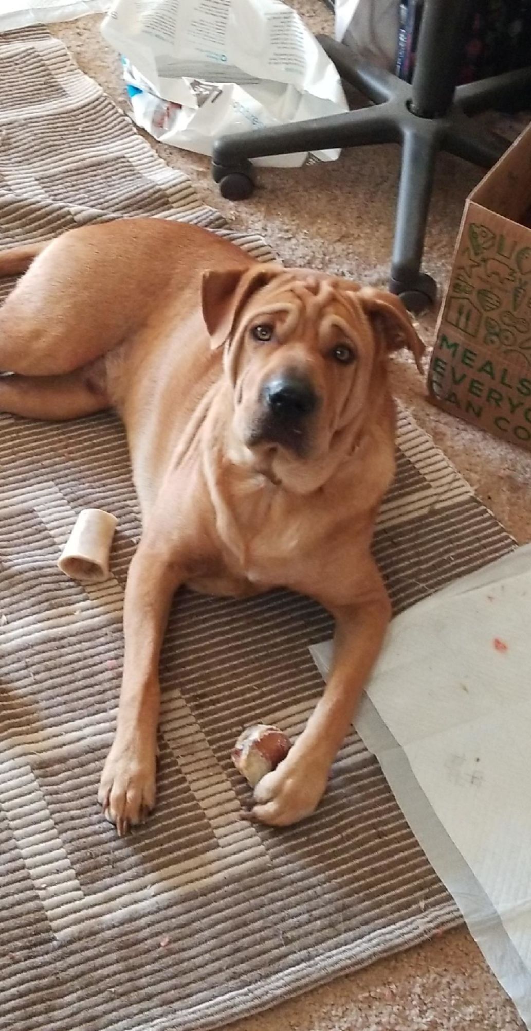 Pic of the Litter: Jasper